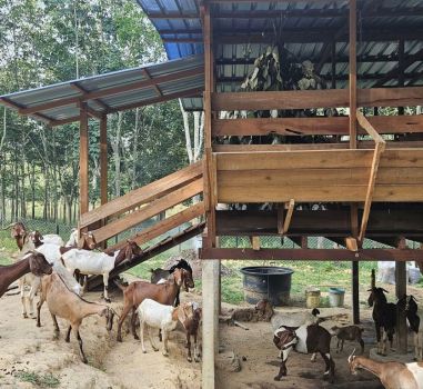 Pembukaan ladang-ladang ternakan.